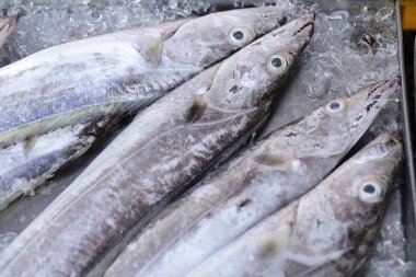 bluefine ton balığı kapatın