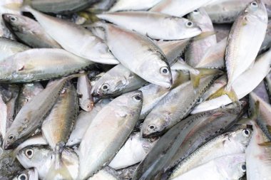 bluefine ton balığı kapatın