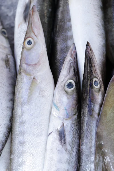 Close up bluefine tuna fish — Stock Photo, Image