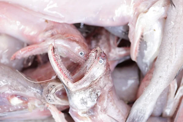 Close up bluefine tuna fish — Stock Photo, Image