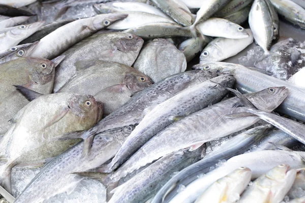 Close up bluefine tuna fish — Stock Photo, Image