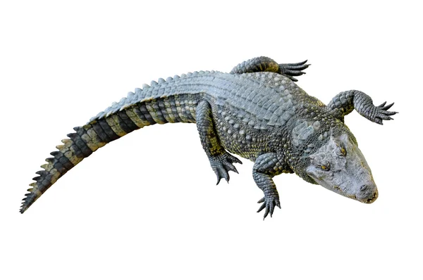 Krokodil sieht etwas aus — Stockfoto