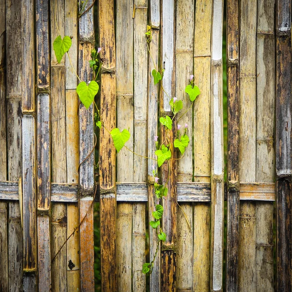Bambu arka kapatmak — Stok fotoğraf