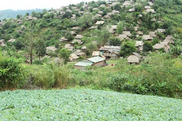 Chiudi il campo cavolo verde — Foto Stock