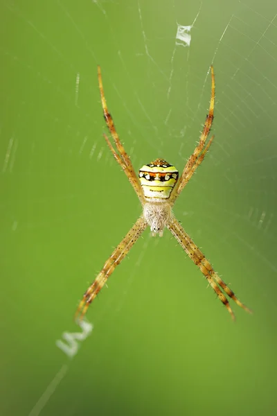 White spider wait with woven web spider — Stock Photo, Image