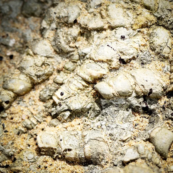 Concha de fóssil — Fotografia de Stock