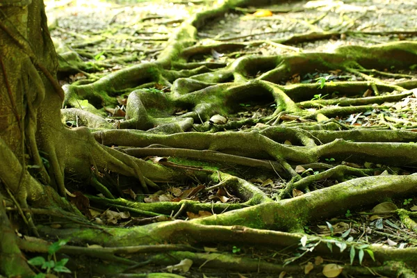 Natural root of tree Stock Photo