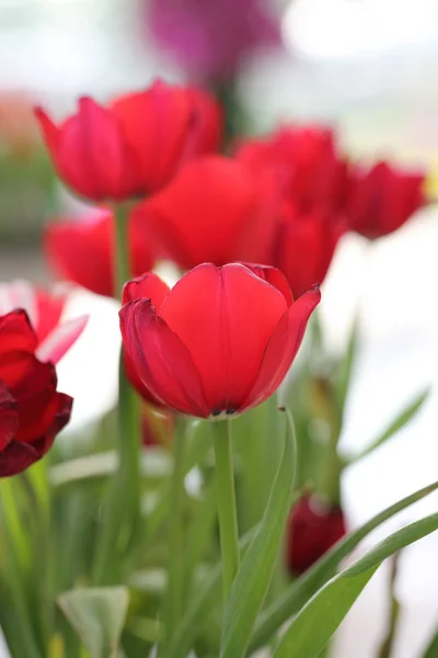 Tilip flower — Stock Photo, Image
