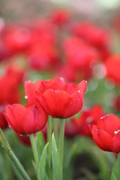 Flor de tilo — Foto de Stock