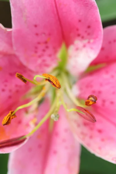 Rosa lily blommor — Stockfoto