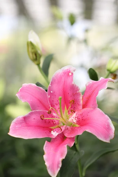 Rosa lily blommor — Stockfoto