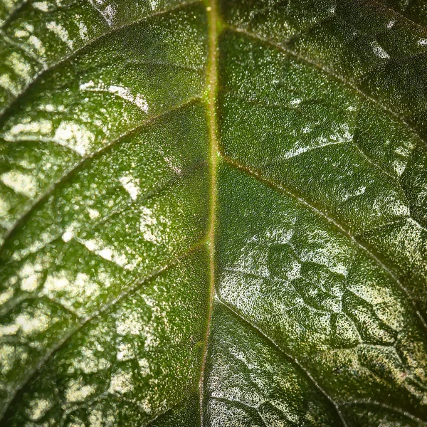 Macro detail leaf — Stock Photo, Image