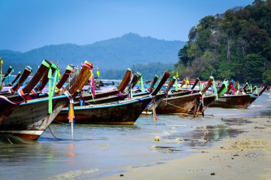 Tay uzun kuyruklu tekne 