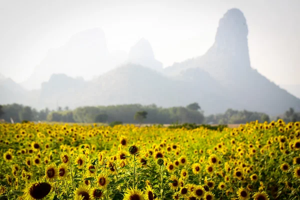 Flor solar — Foto de Stock