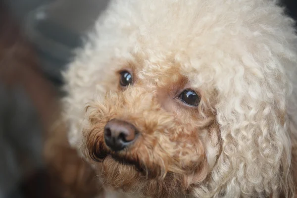 Cara de caniche —  Fotos de Stock