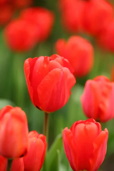 Cerca de Tilip flor — Foto de Stock