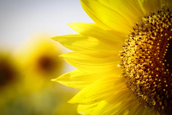 Sun Flower — Stock Photo, Image