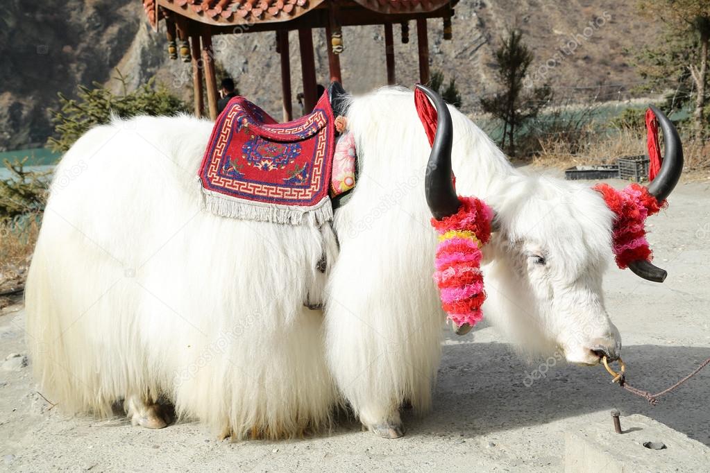 White tibetan yak Stock Photo by ©hin255 41851539