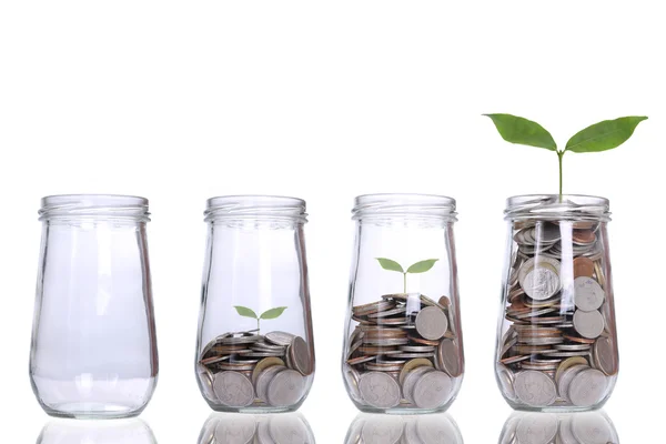Growing plant step — Stock Image Growing plant step Royalty Free Stock Images