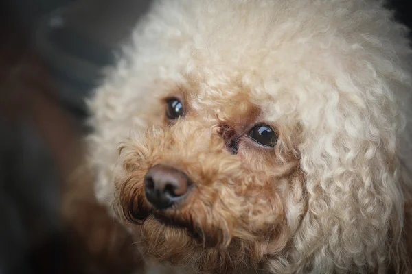 Close up Poodle face in China — Stock Photo, Image