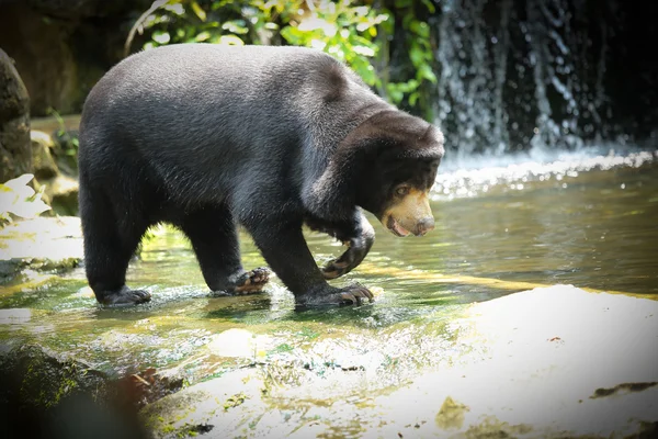 Niedźwiedź Malajski słońce — Zdjęcie stockowe