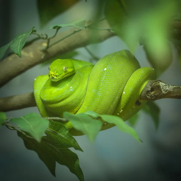 Zöld fa python — Stock Fotó