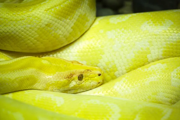 Albino Birmese python — Stockfoto