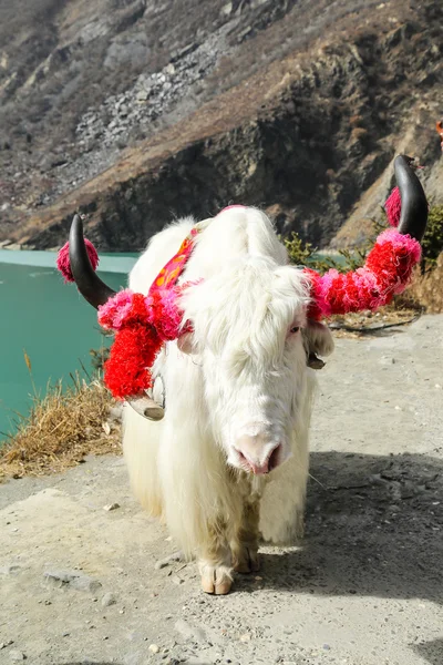 Λευκό Θιβέτ yak για πελάτη si — Φωτογραφία Αρχείου