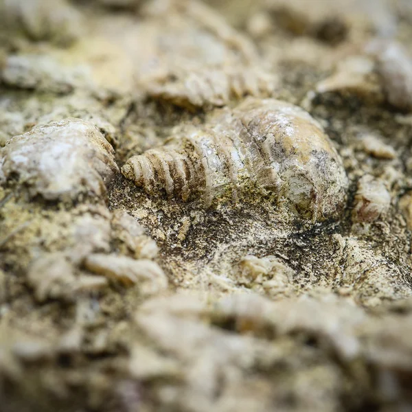 Concha fóssil — Fotografia de Stock