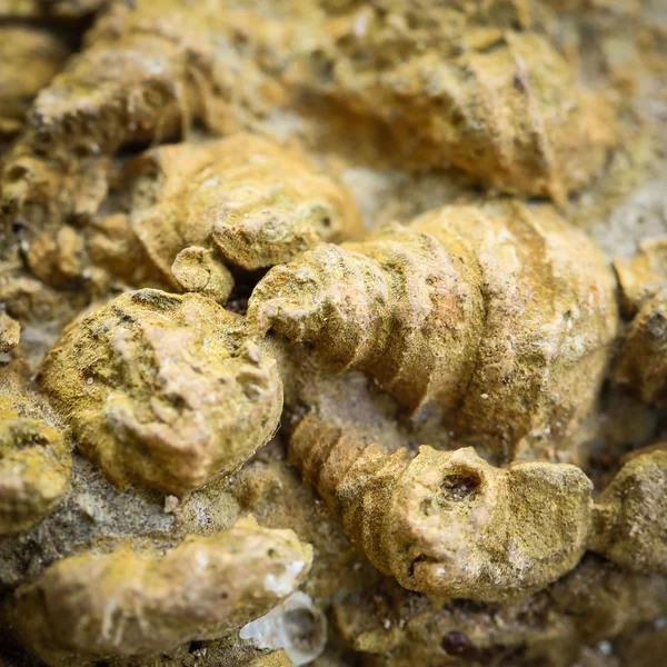 Fossiele shell — Stockfoto