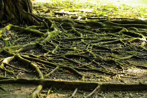 Cerrar fondo de raíces de árbol — Foto de Stock