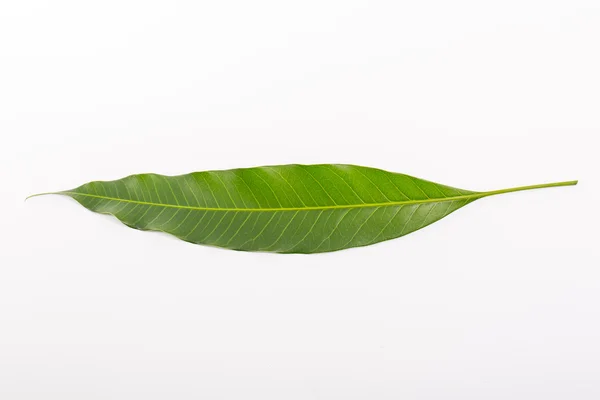 Тропічних тайський манго лист — 스톡 사진