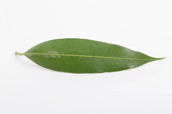 Тропический тайский лист манго — стоковое фото