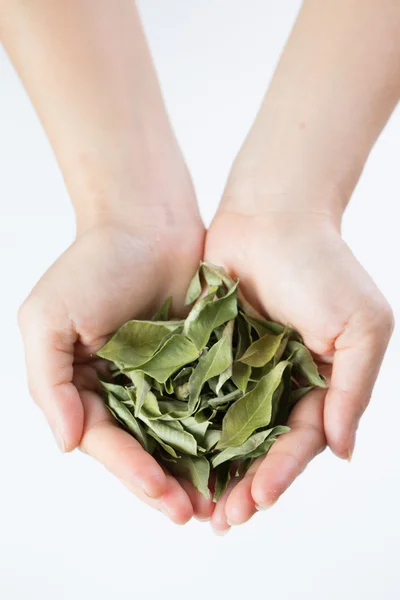 Close up Dried curry leaves — Stock Photo, Image