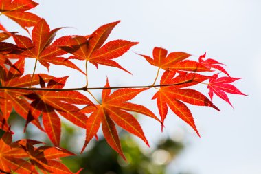 kırmızı akçaağaç yaprağı 