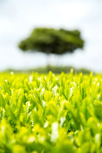 Planta de chá verde — Fotografia de Stock