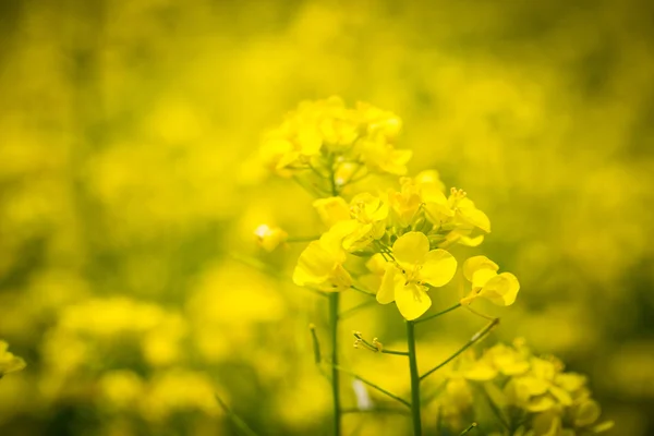 黄色的花场 — 图库照片