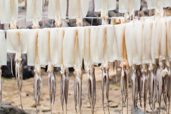 Sun dried squid hanging — Stock Photo, Image