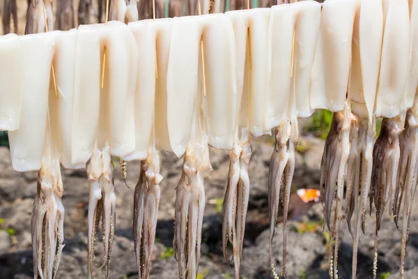 Sun dried squid hanging — Stock Photo, Image