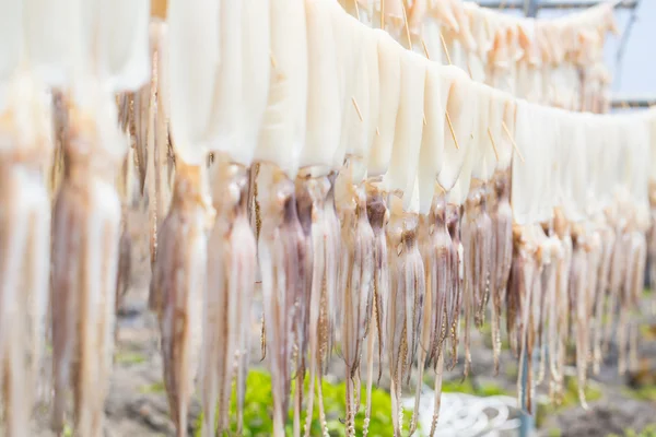 Sun dried squid hanging — Stock Photo, Image