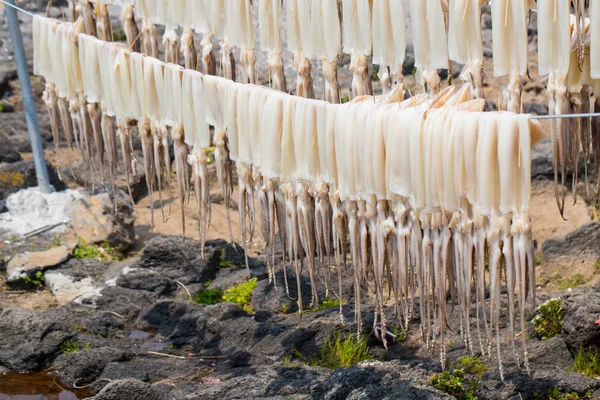 Sun dried squid hanging — Stock Photo, Image