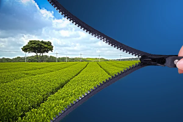 Aperto zip per guardare il paesaggio piantagione di tè verde — Foto Stock