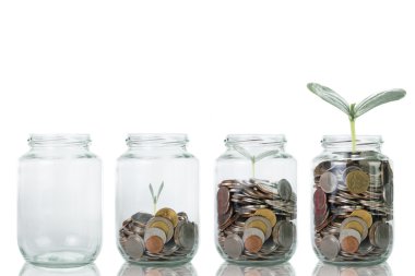 büyüyen bitki adım 