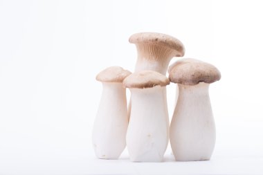 Eryngii mushroom five pieces isolated  clipart