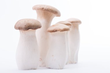 Eryngii mushroom five pieces isolated  clipart