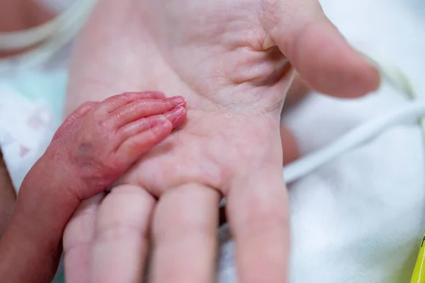 Premature Baby Hand Man Hand Holding Infant New Born Innocence — 图库照片