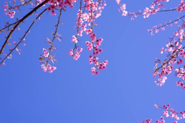 Bahar mevsiminde mavi gökyüzü, kiraz çiçekleri açan güzel sakura çiçekleri.