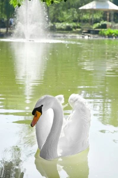 Cisnes blancos flotando — Foto de Stock