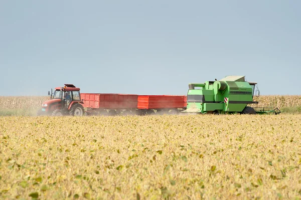 Pouring soy bean — Stock Photo, Image