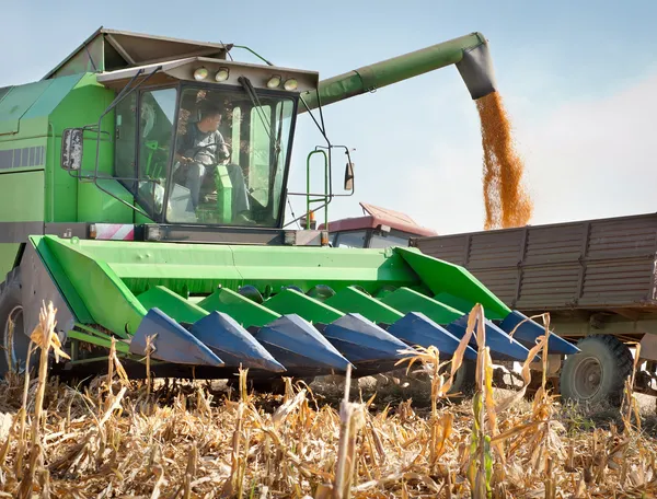 Corn harvest — Stock Photo, Image